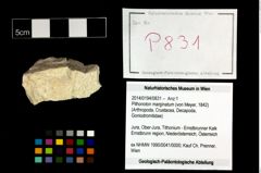 Foto (Objekt + Etikett) von Pithonoton marginatum (von Meyer, 1842)  (NHMW-GEO-2014-0194-0831)
